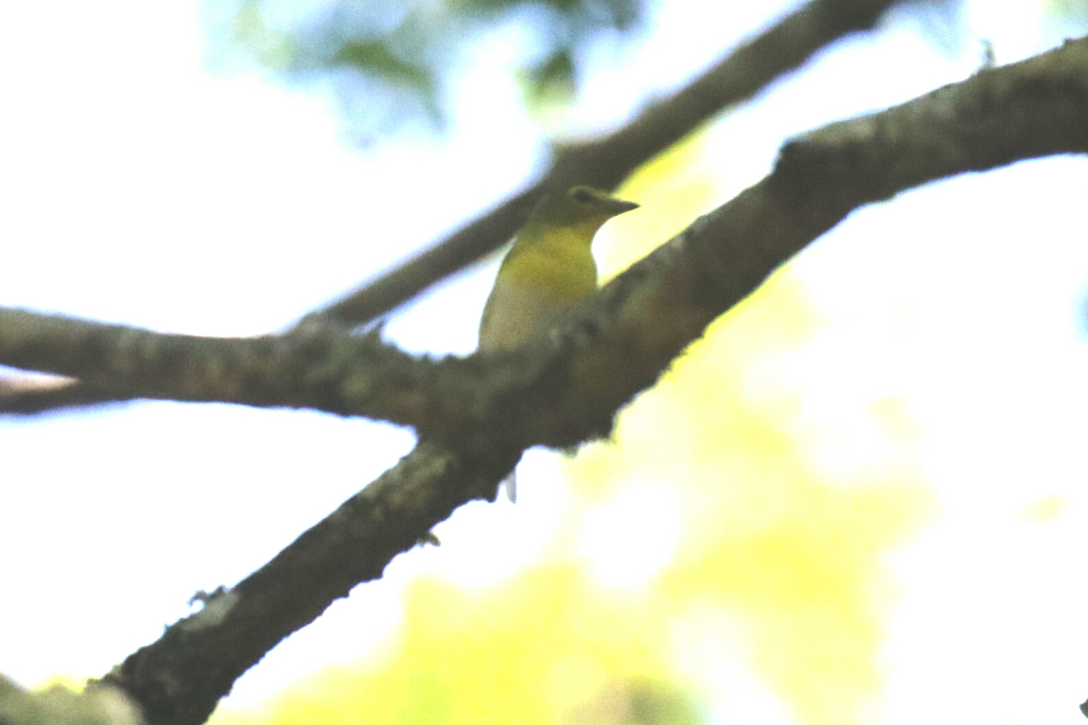 Yellow Throated Vireo
