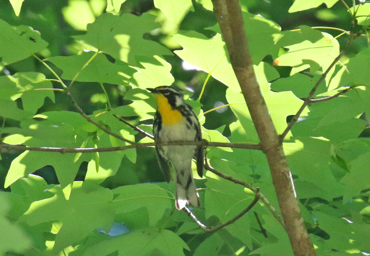 Yellow Throated Warbler