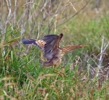 American Bittern Flicght
