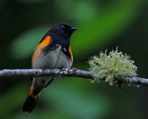 American Redstart next to Fungus.jpg