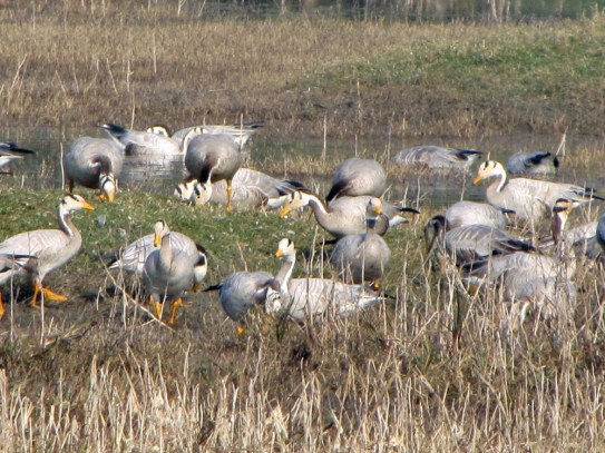 Bar-headed Goose 2
