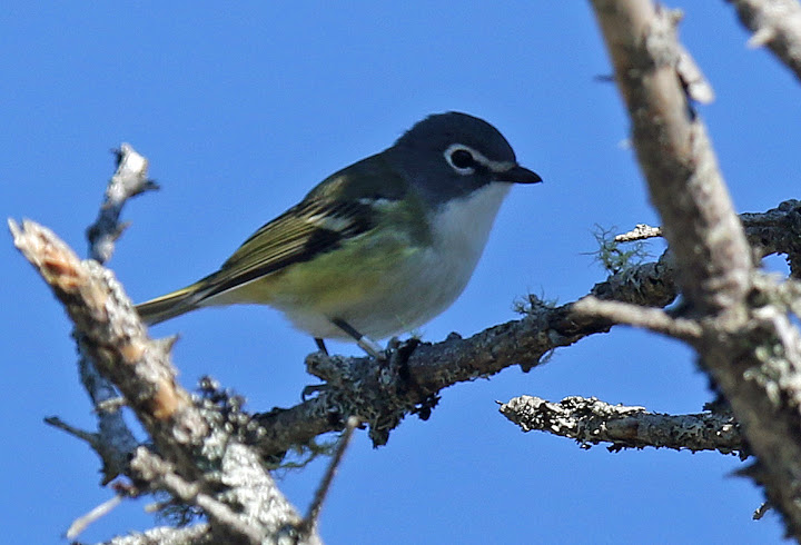 Blue-Headed Vireo