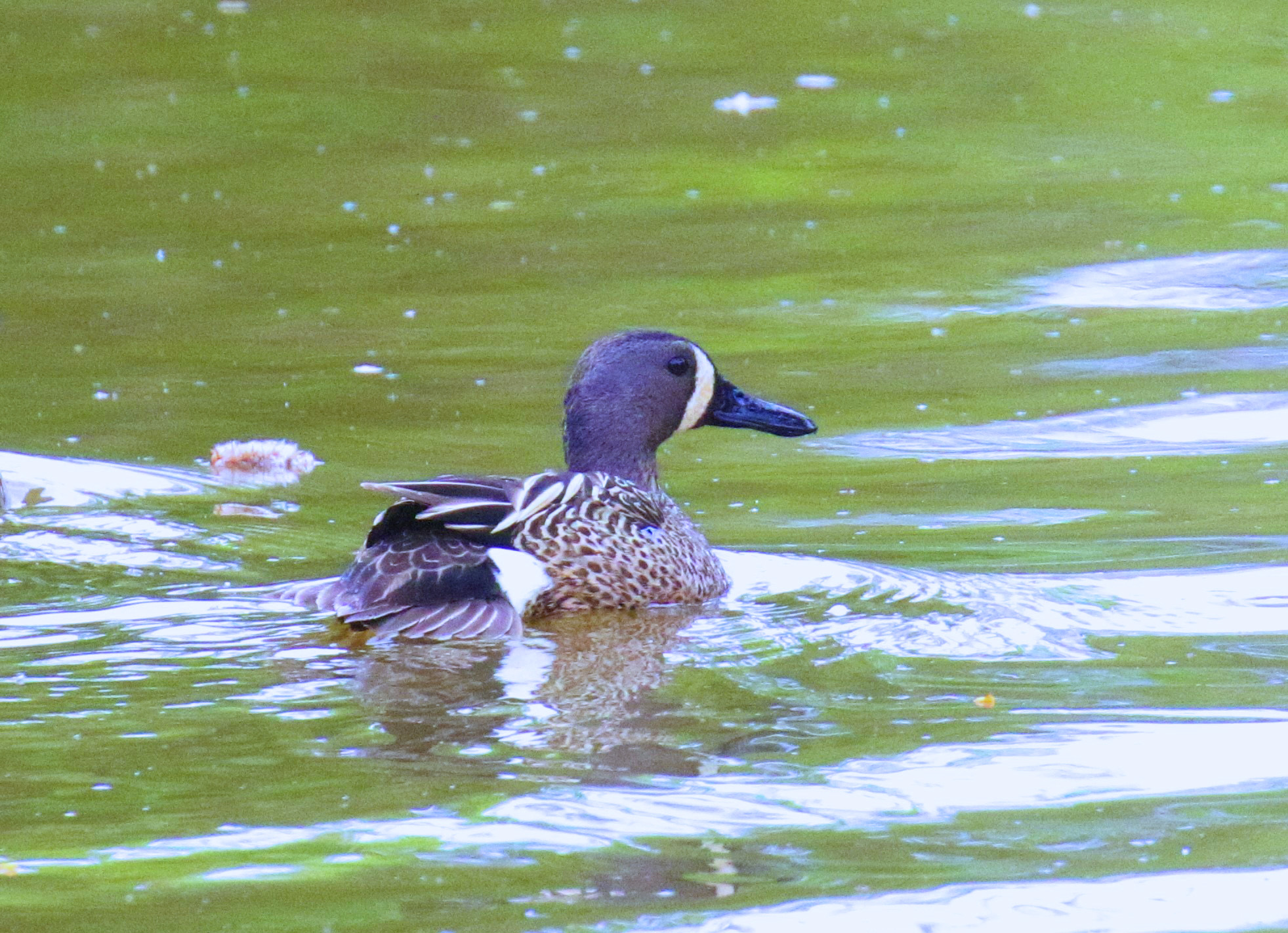 Blue Winged Teal.1jpg