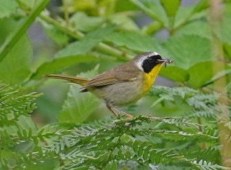 Common Yellowthroat Male2