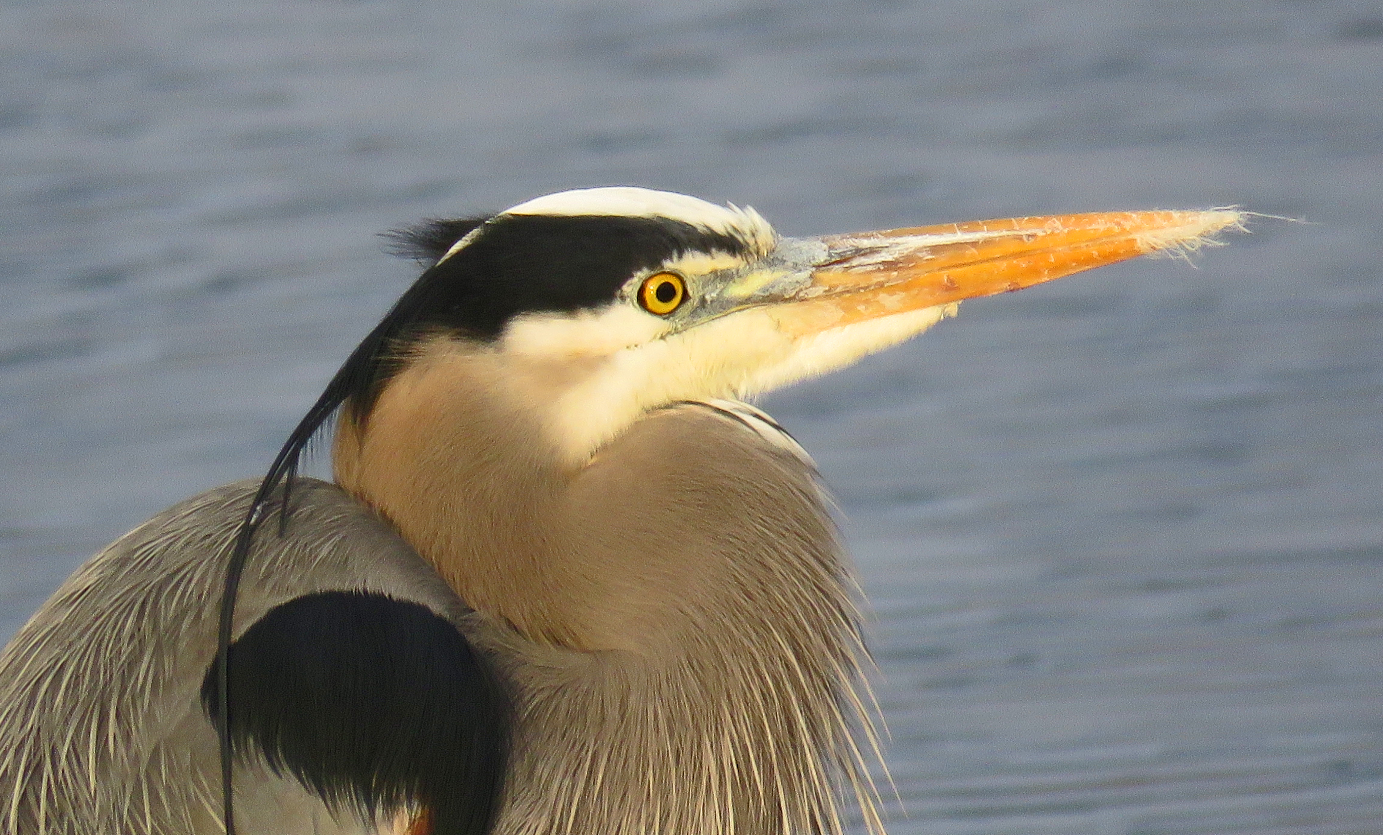 Great Blue Heron (2).jpg