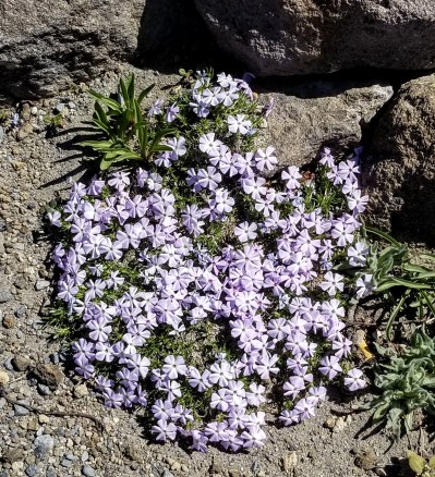 Phlox