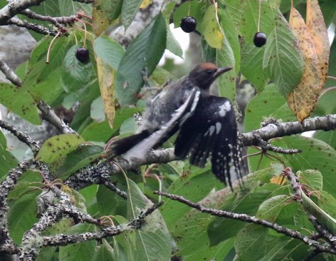Red Breasted Sapsucker Juvenile