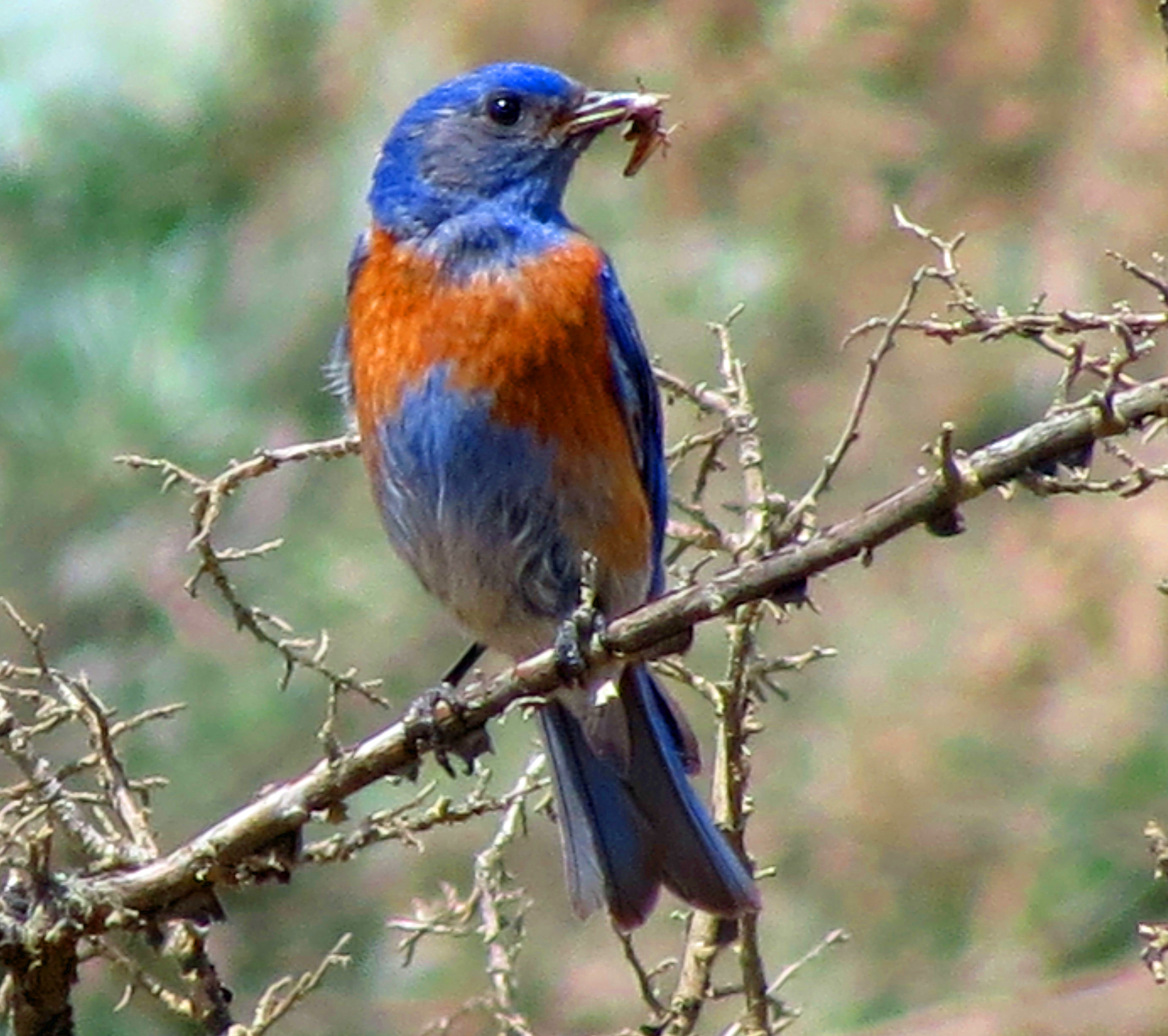 Western Bluebird