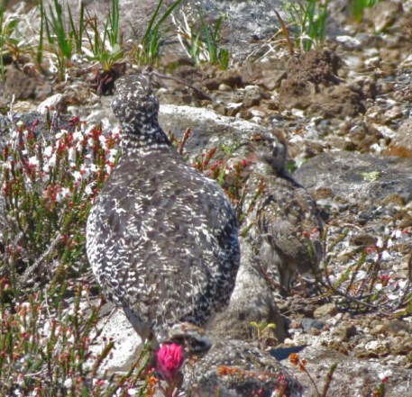 White Tailed Ptarmigan Hen with Chick