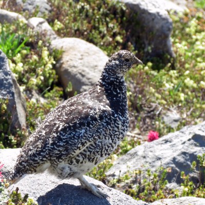 White Tailed Ptarmigan Hen2