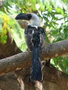 101 Jackson's Hornbill