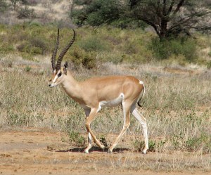 30 Grants Gazelle