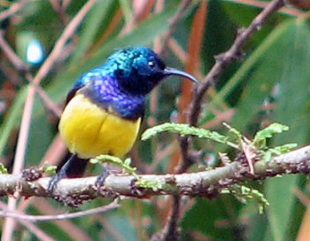 6 Variable Sunbird