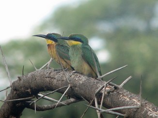 62 Little Bee-Eaters