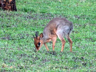 63 Dik Dik