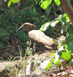 9 Hamerkop