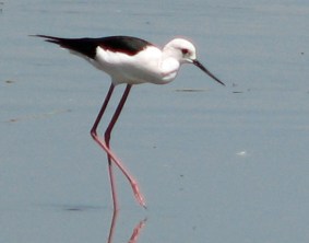 African Stilt
