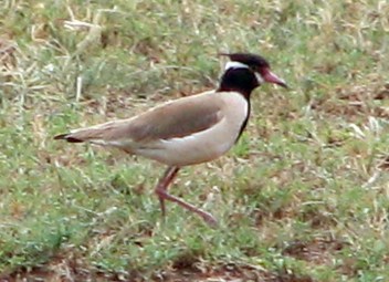 Black Headed Lapwing