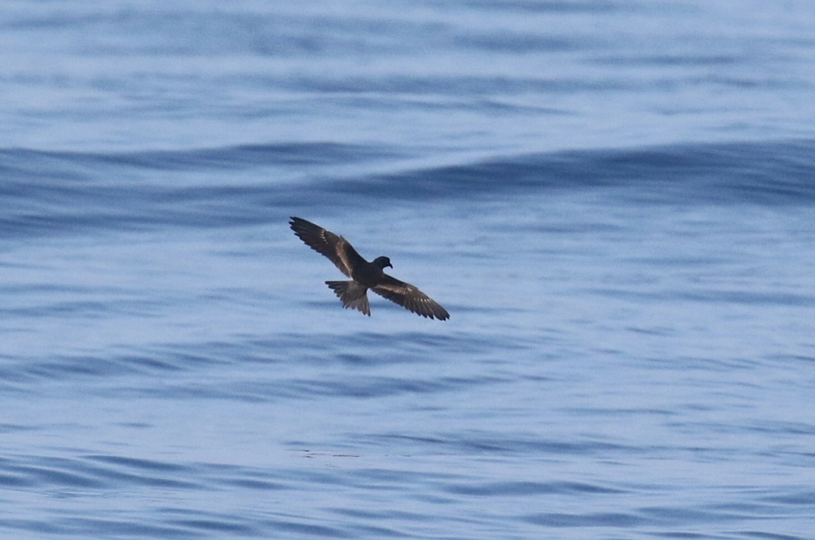 black-storm-petrel-spread-1.jpg