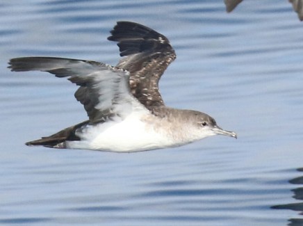 Black Vented Shearwatera