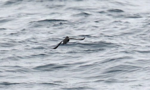 Craveri's Murrelet-1