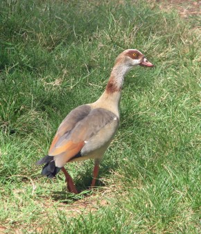 Egyptian Goose 2