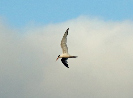 Elegant Tern