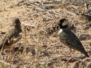 Fischer's Sparrow Larks