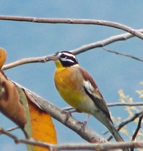Golden Breasted Bunting