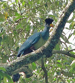 Great Blue Turaco