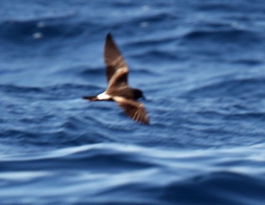 Leach's Storm Petrel2