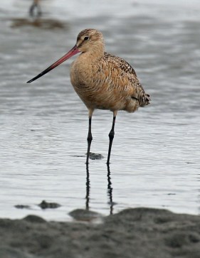 Marbled Godwit 2 Bottle Beach