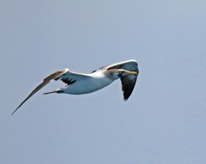 Masked Booby2