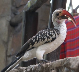 Red Billed Hornbill