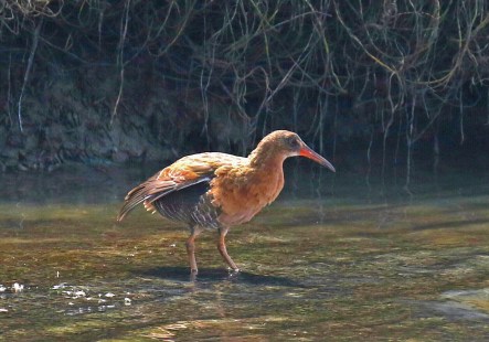 Ridgeway's Rail