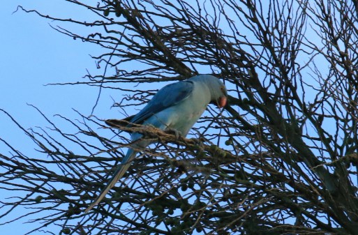 Rose Ringed Parakeet1