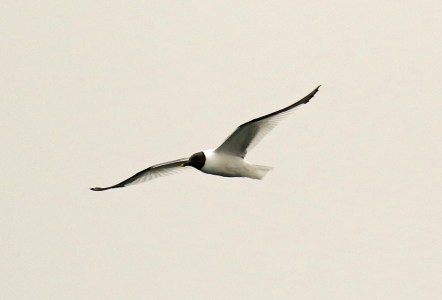 Sabine's GullBill Pelagic