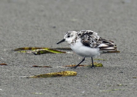 SAnderling Open Beach