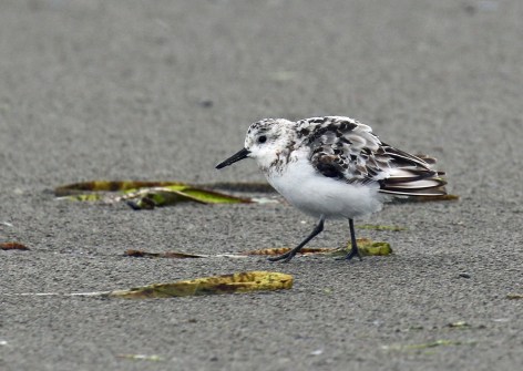 SAnderling Open Beach