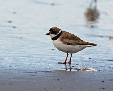 Semipalmated Plover1 Open Beach