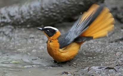Snowy Capped Robin Chat