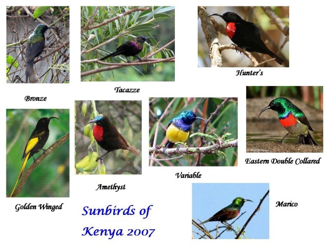 Sunbirds of Kenya