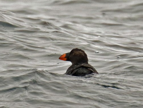 Tufted Puffin1 Pelagic