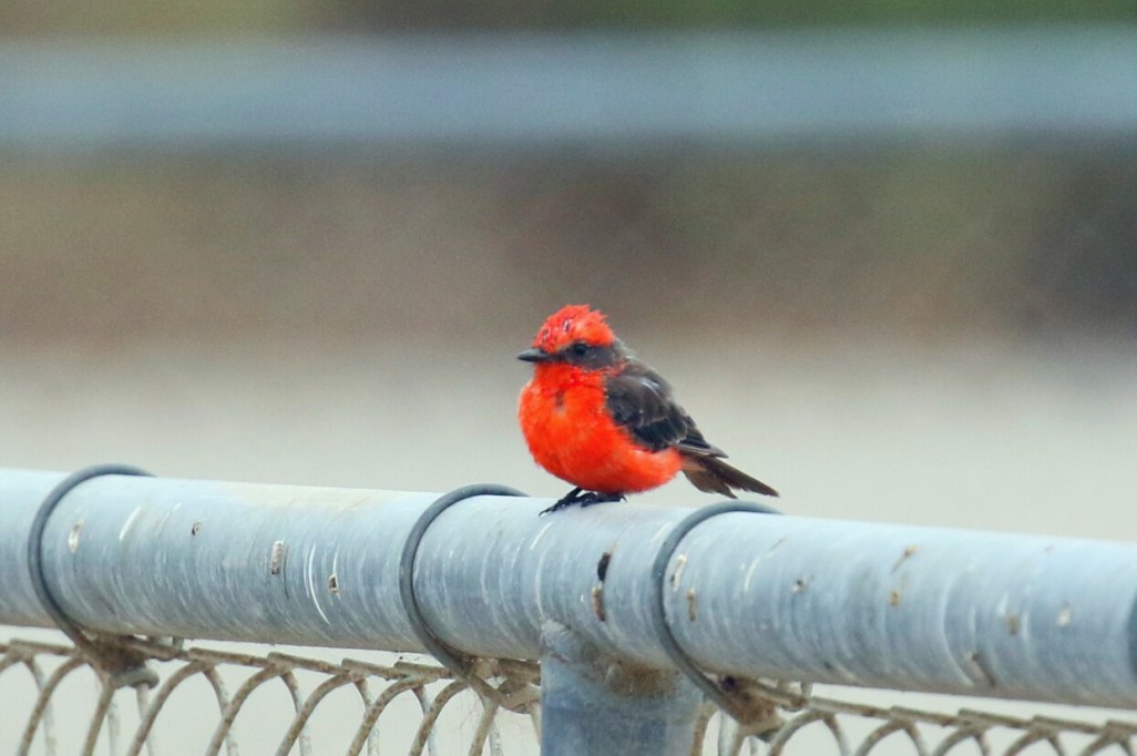 vermilion-flycatcher.jpg
