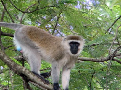 Vervet Monkey at SPH