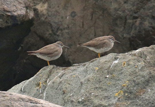 Wandering Tattlers on Jetty2 Pelagic