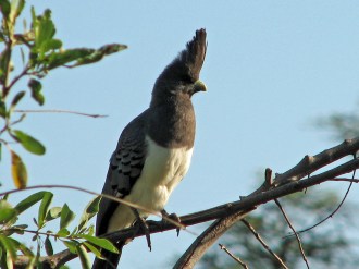White Bellied Go-Away Bird