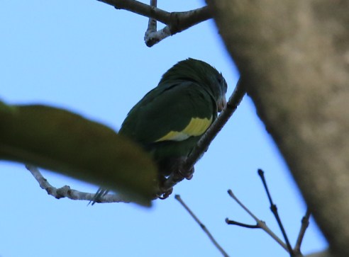 White Winged Parakeet