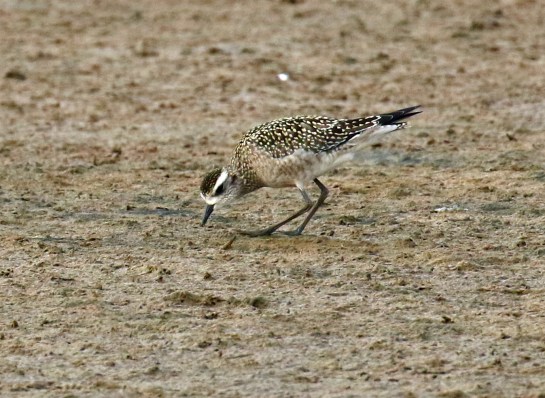 American Golden Plover1