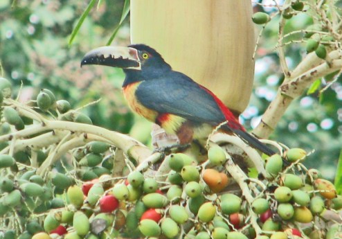 Aracari